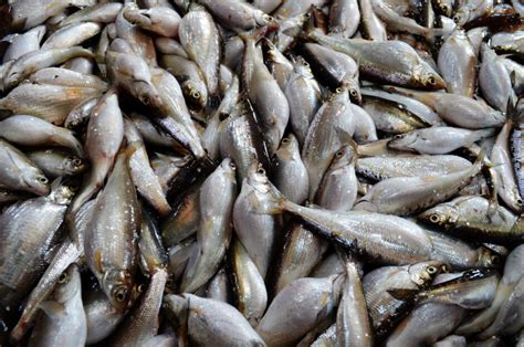 cisco fish|Ciscoes have a unique ecological role in the Great Lakes.